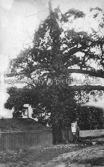 Court Oak, Great Leighs, Essex. c.1910